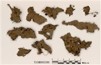 藏品(犬地卷)的圖片